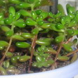Бонсай из очитка красноокрашенного (Bonsai Sedum rubrotinctum)