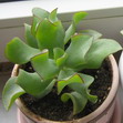 Толстянка кучерявая (Crassula Arborescens curvifolia)