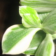 Ращу бонсай из толстянки трехцветной (Bonsai Crassula variegata tricolor)