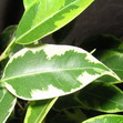Фикус Бенджамина Кинки (Ficus benjamina Kinky)