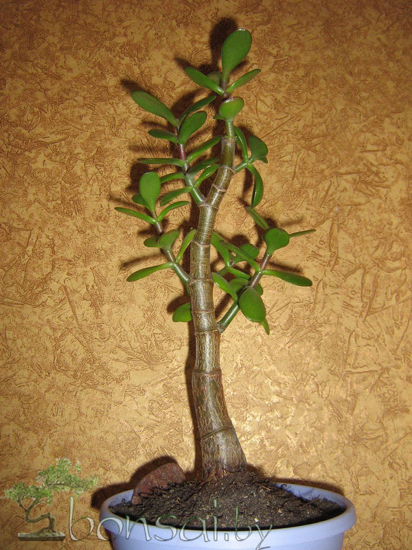 bonsai-crassula-ovata