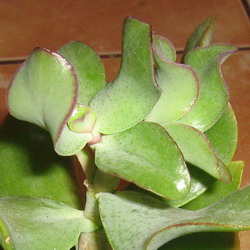 Crassula Arborescens curviflora
