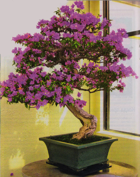 bonsai-1