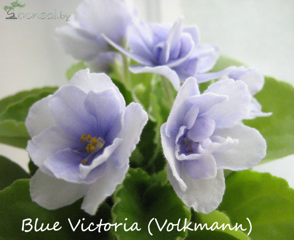 Blue-Victoria-(Volkmann)