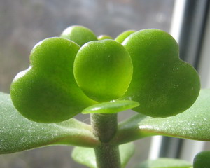 Heart-leaves-crassula