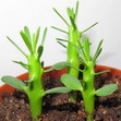 Всходы Sedum obtusifolium, Pachypodium baronii, Euphorbia fortuita и persistens