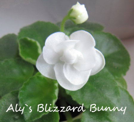 Alys_Blizzard_Bunny