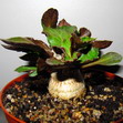 Эуфорбия амбовомбенсис – Euphorbia ambovombensis