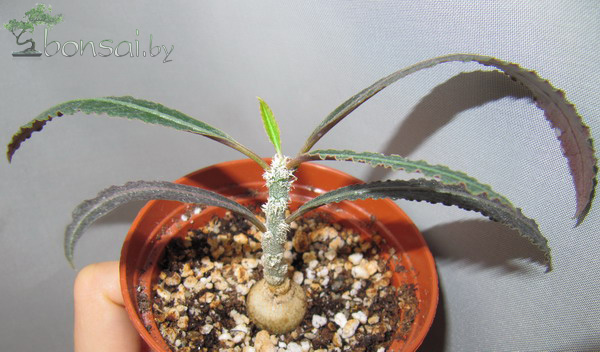 Euphorbia-waringiae