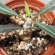 Эуфорбия варингиае – Euphorbia waringiae