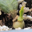 Euphorbia Ambovombensis… Выращиваем из листа