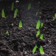 Выращивание хавортий и гастерий из семян
