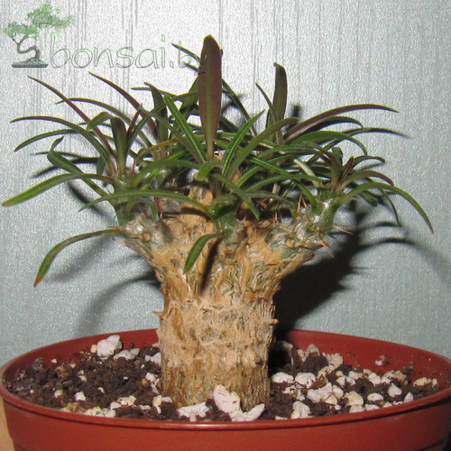 Pachypodium-rosulatum-gracilis-2
