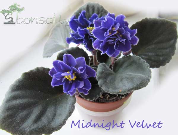 Midnight-Velvet