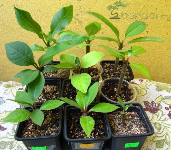 Plumerias-seedlings